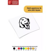 Resim Golden Retriever - Araç, Oto, Laptop, Duvar Uyumlu Sticker 15 18 Cm 