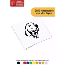 Resim Golden Retriever - Araç, Oto, Laptop, Duvar Uyumlu Sticker 15 18 Cm 