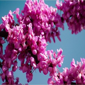 Resim Pembe Çiçekli Erguvan Ağacı Tohumu 100 Adet 