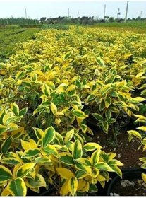 Resim Videolu Süs Iğdesi Fidanı 1 Adet 60-80Cm Saksılı (Silverberry) 