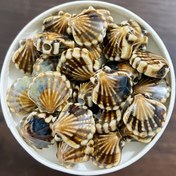 Resim 10 Adet Boho Şık Seramik Kabuk Boncuklar - Okyanus Yaşamından İlham Alınmış, Bilezikler & Kolye Yapımı İçin DIY Takı Malzemeleri 