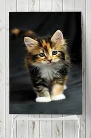 Resim Postermanya (pster5385) Kedi Hayvan Posteri 