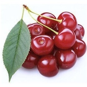 Resim 3 Yaş Aşılı Vişne Fidanı Kütahya. Torbada 