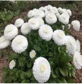 Resim Pompon Beyaz Kartopu Aster Çiçeği Tohumu 50 Tohum 