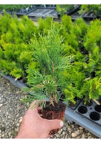 Resim Cupressus Leylandii 40 Adet Leylandi Çam Ağacı Fidanı 10-25cm Dış Mekan Çit Bitkisi 