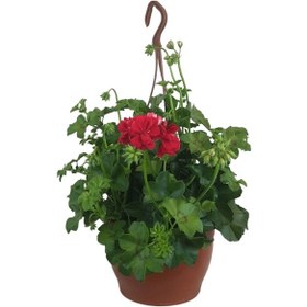 Resim Sakız Sardunya Çiçeği 