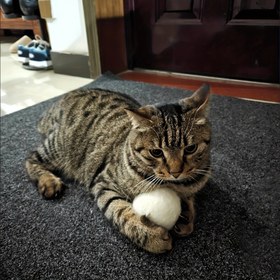 Resim 2'li Paket Büyük Sessiz Peluş Kedi Oyun Topları – Tüm Irklar İçin Yumuşak, Etkileşimli Oyuncak, Kendi Kendine Eğlence & Nazik Uyarım, Kapalı Alan Kedileri için Mükemmel, Tek Renk Tasarım 