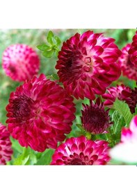 Resim Cherry Red Ponpon Aster Çiçeği Tohumu 50 Tohum 