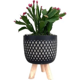 Resim Ayaklı Siyah Saksıda Pembe Yılbaşı Çiçeği 