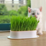 Resim 1 Adet Hidroponik Kedi Çimi Yetiştirme Potu (Tohumlar Olmadan), Plastik Pet Kasesi 