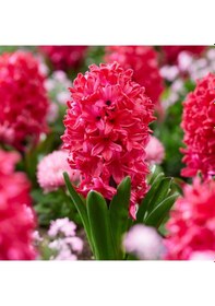 Resim Hyacinthus Orientalis Sümbül Soğanı 3 Adet 