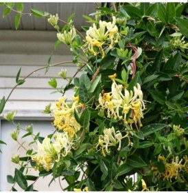 Resim Kokulu Lonicera Caprifolium Hanım Eli Tohumu 5 Tohum 