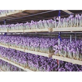 Resim Hınzır Horosan Safran Soğanı 