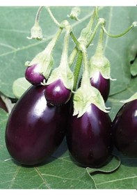 Resim Doğal Patlıcan Adana Dolma 100 Ad Tohum 