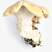 Resim Taze Sığır Dili Mantarı (1000 g) 