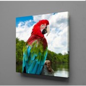 Resim Renkli Papağan Kanvas Tablo 