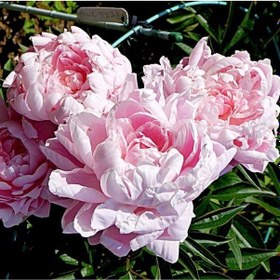 Resim Peonies Festiva Katmerli Pink Şakayık Çiçeği Yumrusu-Rizomu 1 Ade 