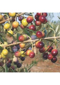 Resim Tüplü Tam Bodur Saksıda Yetişebilen Arbosona Zeytin Fidanı 