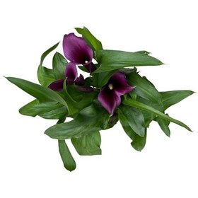 Resim Calla Lilly 'purple' Gala Çiçeği 