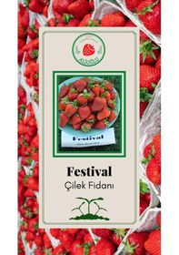 Resim 22 Adet Festival Çilek Fidesi Açık Kök ve Taze Söküm (Frigo) 