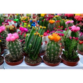 Resim Kaktüs Sukulent Toprağı 30 Lt 