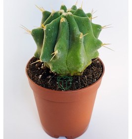 Resim Ferocactus Glaucescens Kuraklığa Dayanıklı Bitki Özel Tür Katküs 