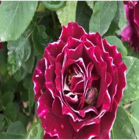 Resim Çok Yaşlı Nadir Kokulu Clove Rose Karanfil Yediveren Sarmaşık Gül Fidanı 130-160 Cm 