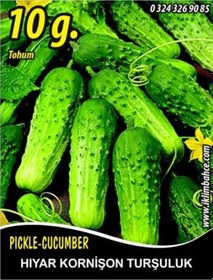 Resim Hıyar Tohumu Salatalık Kornişon Turşuluk 10 G Takribi 200 T 