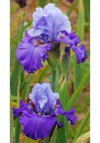 Resim 2 Adet Cornflower Renk Iris (Süsen) Germenica Çiçek Soğanı - ADAFDN0248 
