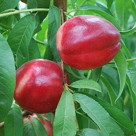 Resim Tüplü Aşılı Yarı Dik Gelişen Caldesi Nektarin Fidanı 