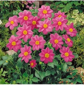 Resim Miracle Karışık Renkli Bodur Mignon Rose Dahlia Yıldız Çiçeği Toh 