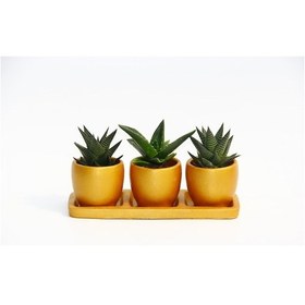 Resim Trio Orange Sukulent Seti - Haworthia. Aloe Ferox 