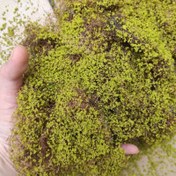 Resim 1 Paket 5g/0.18oz Gerçekçi Sünger Kauçuk Bitki Sarmalı Mikro Peyzaj için, Gerçekçi Yaprak Dokusu ile Miniatur Statik Bitki, DIY Mini Model Demiryolu Bahçe ve Mimarlık Diorama Manzara Düzeni, Miniatur Peyzaj, Gerçekçi Yaprak Dokusu 