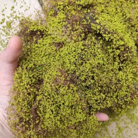 Resim 1 Paket 5g/0.18oz Gerçekçi Sünger Kauçuk Bitki Sarmalı Mikro Peyzaj için, Gerçekçi Yaprak Dokusu ile Miniatur Statik Bitki, DIY Mini Model Demiryolu Bahçe ve Mimarlık Diorama Manzara Düzeni, Miniatur Peyzaj, Gerçekçi Yaprak Dokusu 