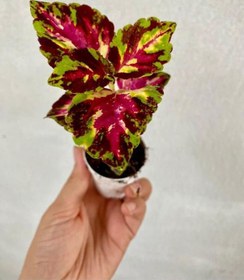 Resim Kırmızı Ortanca Çiçeği 1 Adet Saksılı+ Yaprak Güzeli Çiçeği Li 