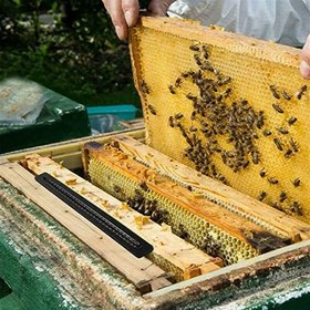 Resim 20pcs Küçük Arı Kivisi Tuzağı Plastik Arı Kaçağı Kılıfı Apikültür Bahçesi Haşere Kontrolü için Dayanıklı Arı Araçları Temel Arı Malzemeleri 