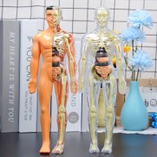 Resim 30 adet İnsan Anatomisi Model Seti - Çıkarılabilir İskelet ve Tam Gövde - Gençler için Eğitici STEM Kiti - Çıkarılabilir Organlarla Tıp Öğretim İskelet Model Kiti, Bilim Sınıfı Gösterileri ve Sergiler için İnsan Yapısı Öğrenme Aracı 
