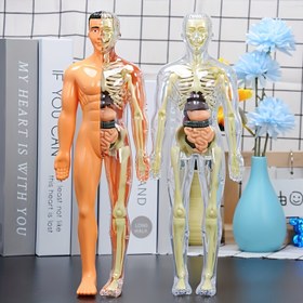 Resim 30 adet İnsan Anatomisi Model Seti - Çıkarılabilir İskelet ve Tam Gövde - Gençler için Eğitici STEM Kiti - Çıkarılabilir Organlarla Tıp Öğretim İskelet Model Kiti, Bilim Sınıfı Gösterileri ve Sergiler için İnsan Yapısı Öğrenme Aracı 