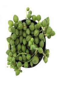 Resim Bitkim Sende Videolu Boncuk Yapılı Tesbih Çiçeği 1 Adet Saksılı/tüplü 5-15cm Iç Mekan Bitkisi(SENECİO ROWLEYANUS) 