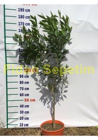 Resim 5 Yaş Aşılı W Murcott Mandalina Fidanı 