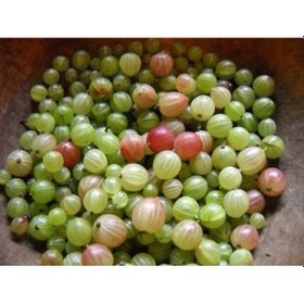 Resim 3 Adet Lezzet Dolu Ve Besleyici: Organik Bektaşi Üzümü 