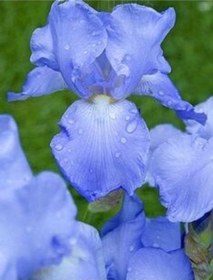 Resim 2 Adet Iris Germenica Gök Mavi Renk Çiçek Soğanı 