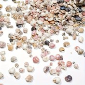 Resim 400 Adet Küçük Deniz Kabuğu, Gözeneksiz, Reçine İşlemeli, Boyut 5-10mm, Diğer Malzemeden Yapılmış, Okyanus Temalı Partiler, Düğün, Ev Dekorasyonu, Mum Yapımı, Akvaryum Vazo Dolgusu, Takı Döküm Malzemeleri İçin 