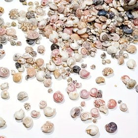 Resim 400 Adet Küçük Deniz Kabuğu, Gözeneksiz, Reçine İşlemeli, Boyut 5-10mm, Diğer Malzemeden Yapılmış, Okyanus Temalı Partiler, Düğün, Ev Dekorasyonu, Mum Yapımı, Akvaryum Vazo Dolgusu, Takı Döküm Malzemeleri İçin 