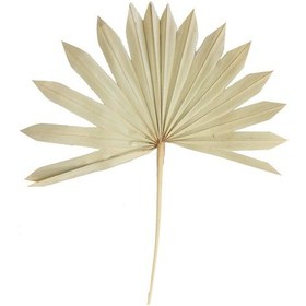Resim 4lü Kuru Tropic Palmiye Yaprağı 40 Cm Naturel 