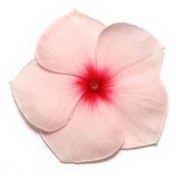 Resim Vinca Rosea Pacifica (Rozet Çiçeği) F1 10 adet tohum 