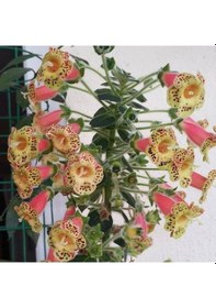 Resim Özel Çeşit Belinda Kohleria Japon Küpelisi Çiçeği Fidesi Mini Saksıda 