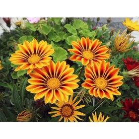 Resim Gazanya Çiçeği 5 Adet - Saksılı 