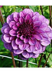 Resim Dahlia Çiçekli Dream Rosy Mor Zinya Çiçeği Tohumu 40 Tohum 