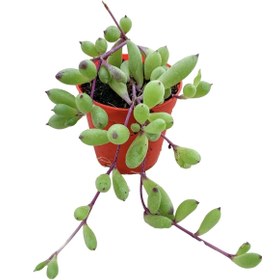 Resim serada decor & plant Yakut Kolyesi Sukulent Othonna Capensis Sarı Çiçekli 